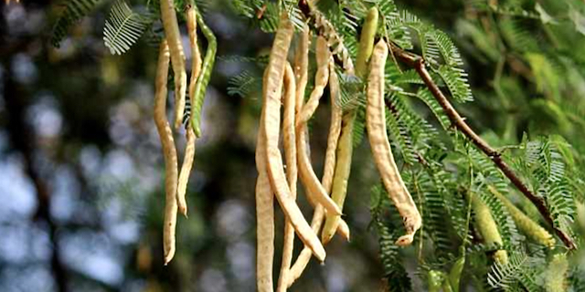 Rediscovering a Native Food: Mesquite Flour